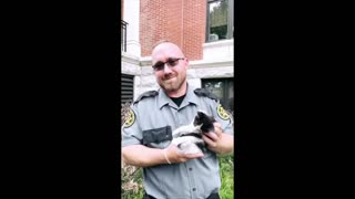 Deputies rescue kitten from Tennessee courthouse drain