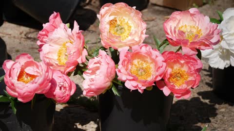 FULL PEONY TOUR: Peony Garden Tour