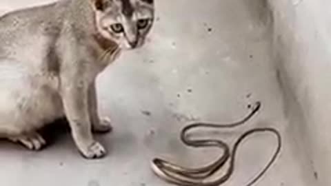The Terrifying Battle for Survival between the Cat and the Snake