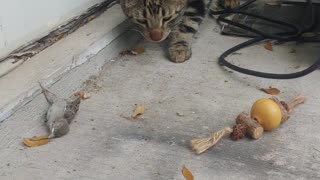 Neighbors kitten hanging out