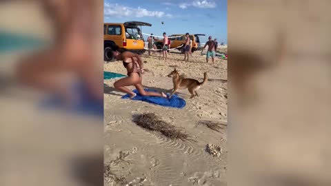 Astralia dingo bites sunbathing tourist in queenlands