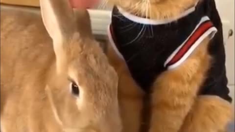 Best Funny Cats and Dogs #cute #cat #trending #viral #funny #dog