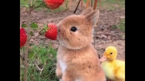 Cute rabbit