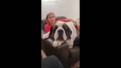 Best Funniest Saint Bernard Video's of 2022 - Funny and Cute Dogs🐶 Videos!