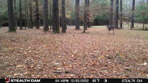 The Week of the Flood...Wildlife