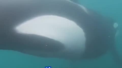 🐋😅 Heart-stopping moment as a Swimmer comes face to face with a pair of KILLER whales