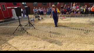 pig races ksf 22 with jigy jaguar