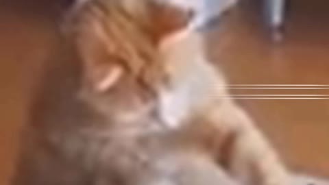 The funniest cat video 2021 #catfunny