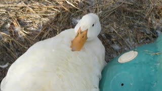 Winter Feathers get Duck Stuck on Back