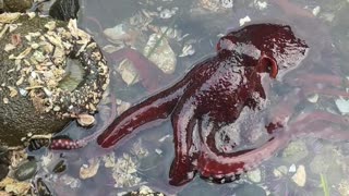 Scuttling Octopus Camouflages in Tide Pool