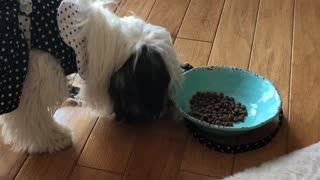 Gready puppy tries to bury her food in the house