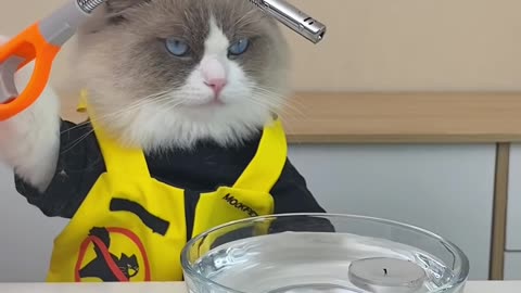 Cat Reacting To Experiments