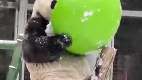 panda playing with snow