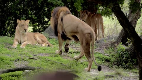 Pride of Lions at Zoo, Close Up, Slow Motion, Group Family Big Cats