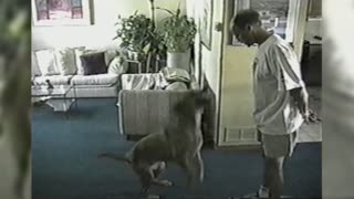 The Incredible Jumping Dog