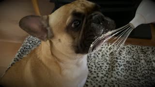 Turbeau the Frenchie Enjoying Some Whip Cream