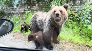 Mother bear and cubs ask passing cars for food