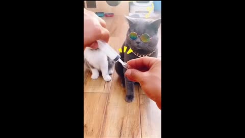 Cat v/s Cock | Epic Fails | Funny Video 😂