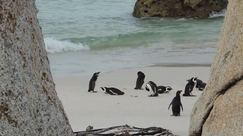Love the Nature | Beautiful penguin