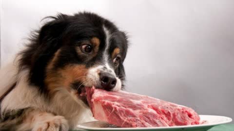 Dog training how to eat food with discipline