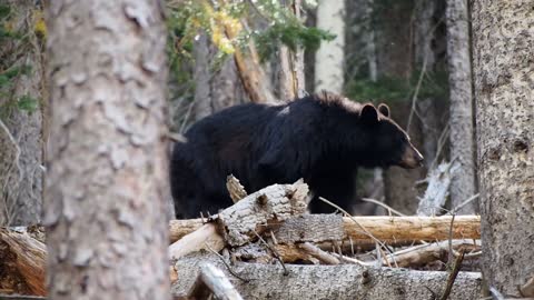 A big black bear in the forest