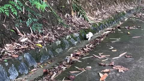 Abandoned Puppy Finds Happiness