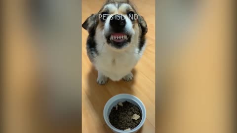 Funny Dogs And Cats Reaction Funniest Pets Video 2020 Pets