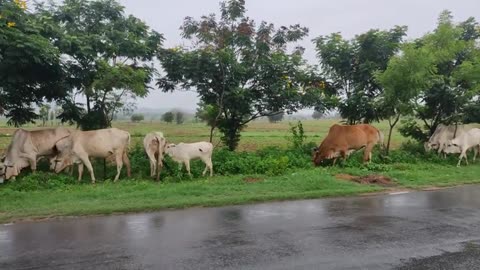Indian village cow animals video