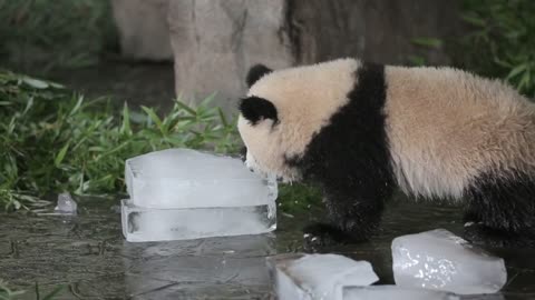 Red Panda playing with ice