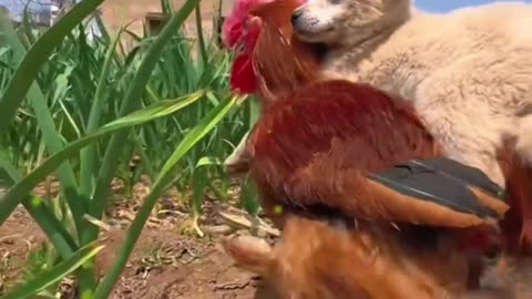 A little dog riding a big rooster