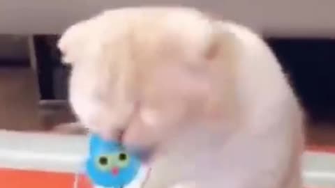 Funny Cats are playing