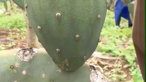 Prickly pear, tastes amazing