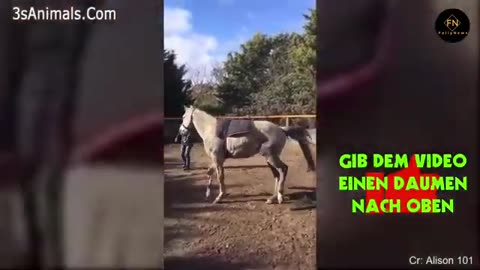 Best Funny animal videos