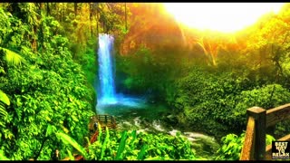 Rain Forest Rain Sounds For Sleep