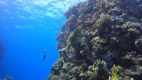 Red Sea SCUBA Diving - Exploring Coral Head