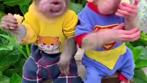 #monkey #babymonkey #trendingshorts #cute #funny #animals #cutebaby #memes #short