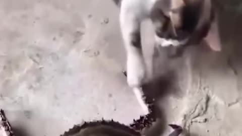 Funniest Cats and Dogs 🐶🐱 - Funny Animal Videos