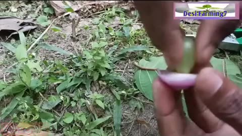 Simple method propagate grape tree with water,, growing grape tree at home