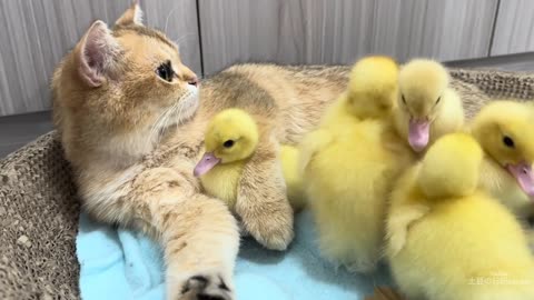 The mother duck took the duckling to find the nanny kitten to sleep with