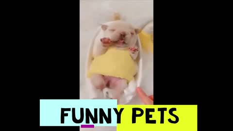 Funny Pets pt. 8