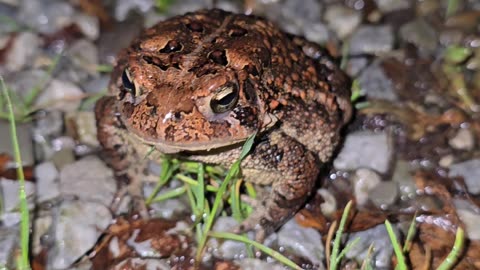 Toad in rain.