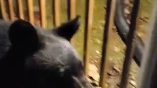 Black Bear Visits Family at Cabin in Gatlinburg