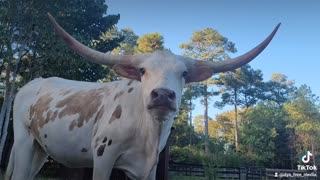 Longhorn cow grazing