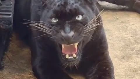 The Black Leopard scary sound