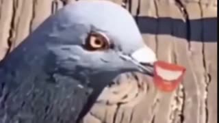 Funny Bird with human lips