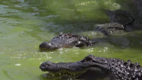 Powerful Crocodile 🐊 Animal World