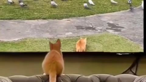 Hilarious Animal Antics - A Funny Video to Tickle Your Funny Bone!