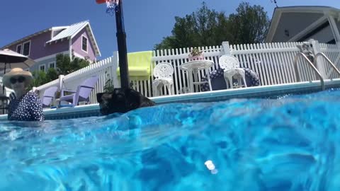 Adorable dog jumps off bodyboard to get ball *filmed in slow motion*