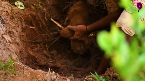 Time to say ‘good bye’ to the Root Vine and say ‘Hi’ to the tasty root dishes