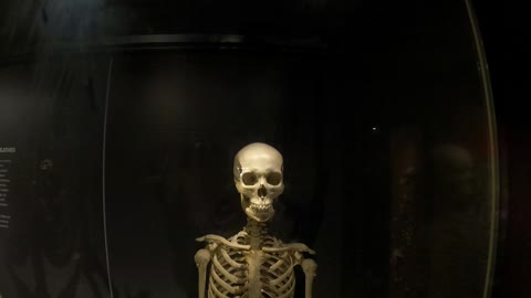 Hominids skeletons. London Museum. 7th Nov 2022